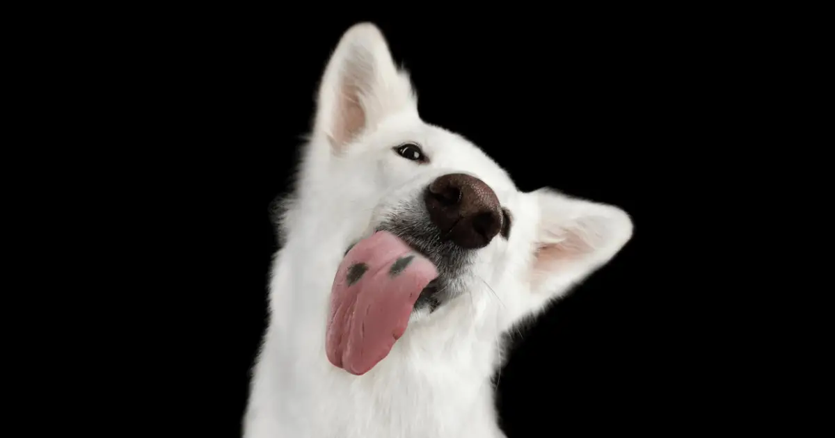 Why Dogs Lick The Air