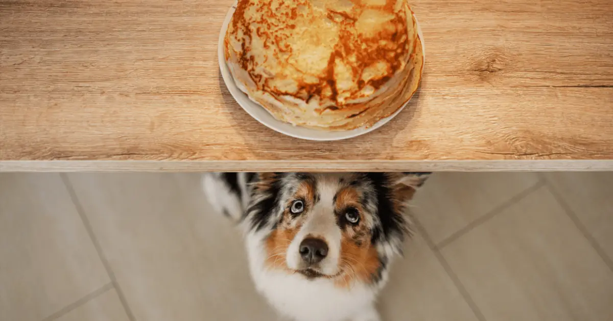 are plain pancakes bad for dogs
