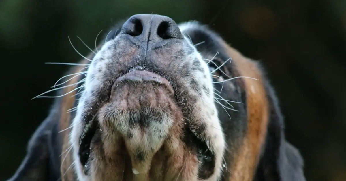 Why Do Dogs Have Whiskers