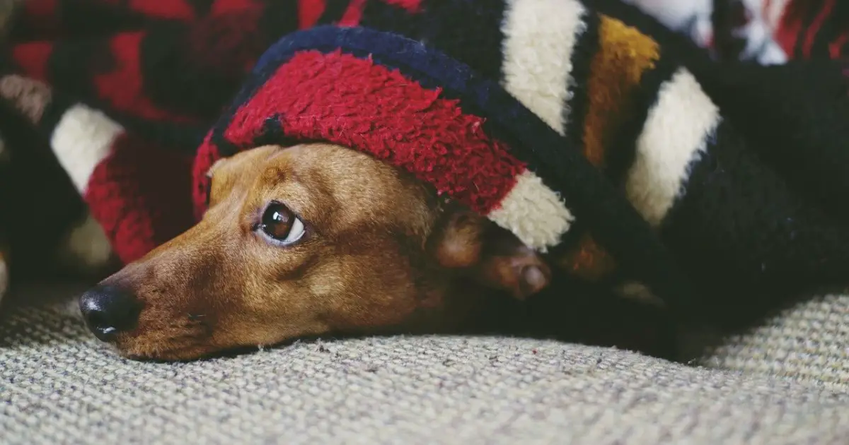 Dog Nesting All You Need To Know World Dog Finder