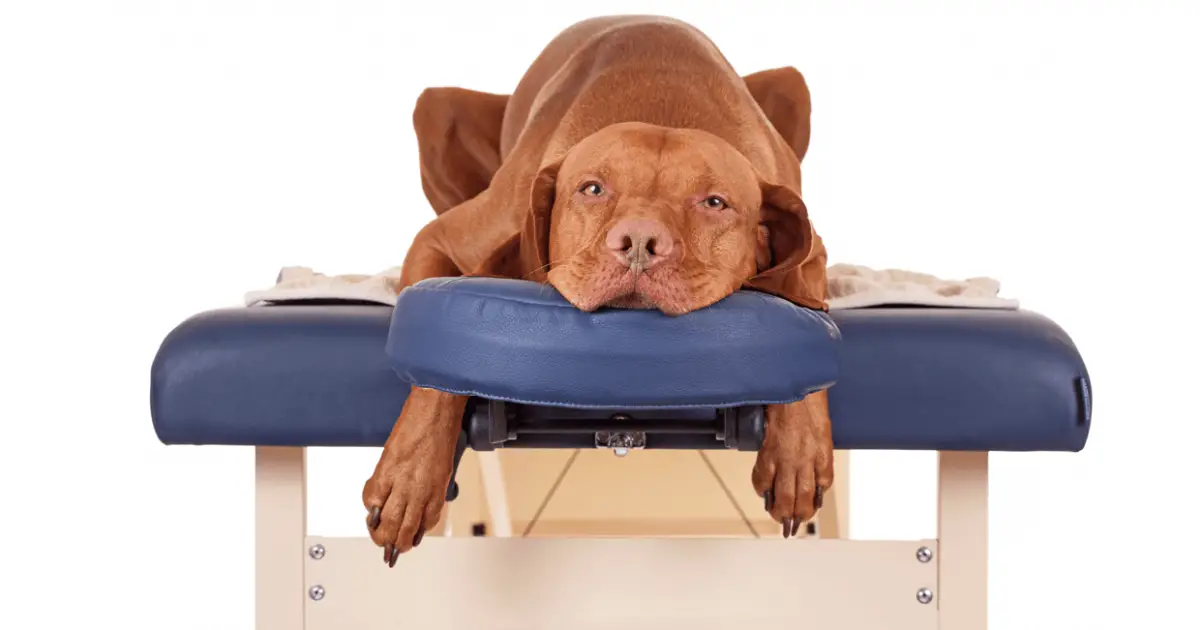 can-a-massage-help-my-dog-here-s-what-vets-say-world-dog-finder