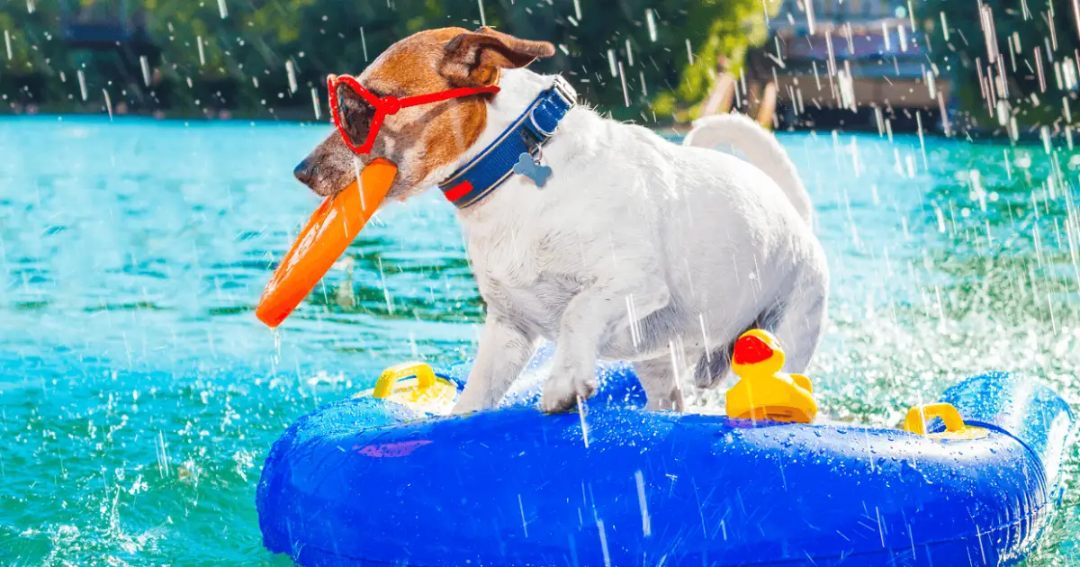 dog in a floatie