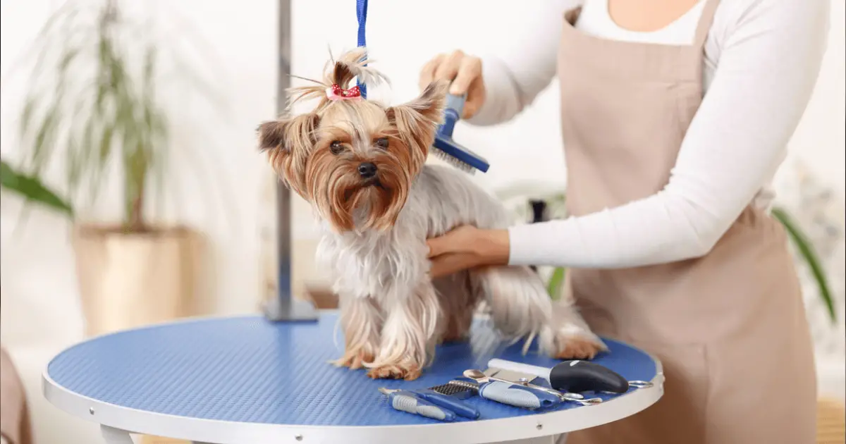 Best Dog Grooming Tables