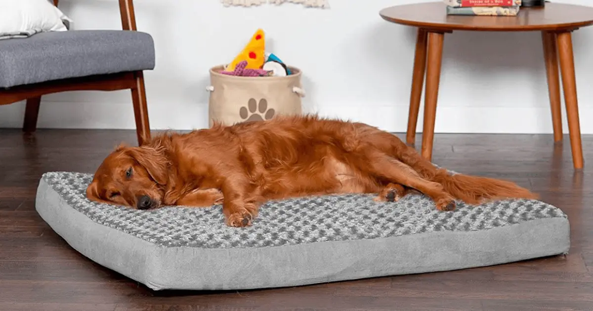 5 Best Orthopedic Dog Beds [Owners Choice]