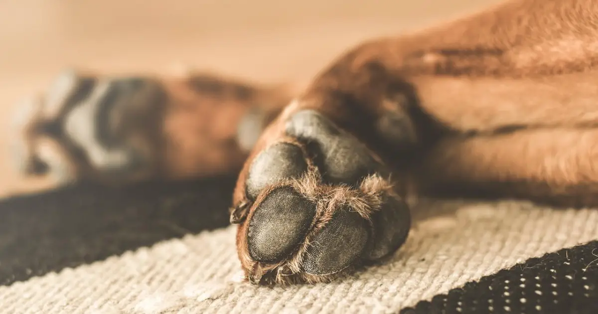 Have You Ever Wondered Can Dogs Sweat