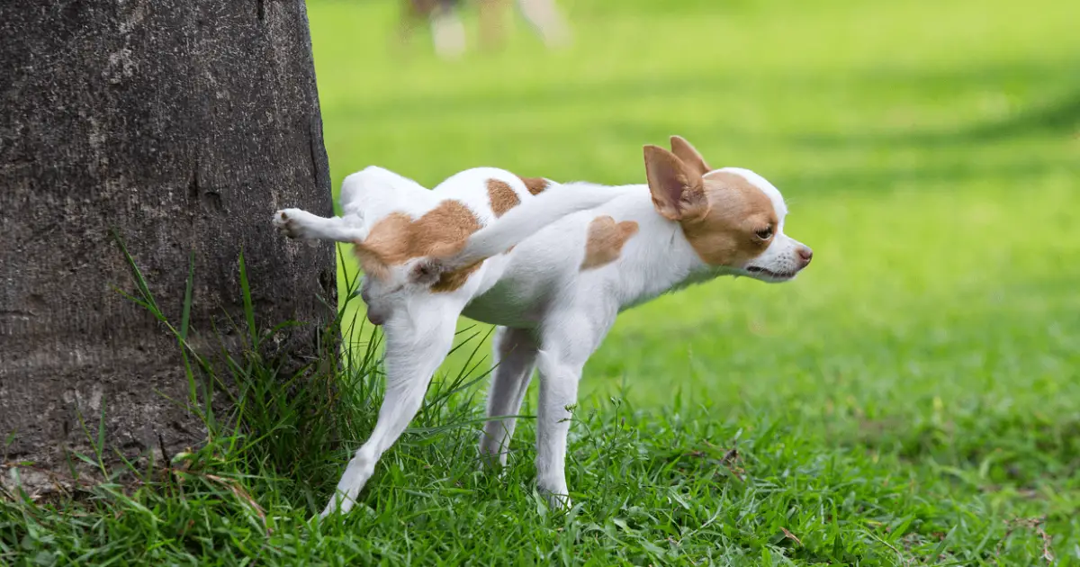 Crystals In Dog Urine Causes, Symptoms & Treatment World Dog Finder