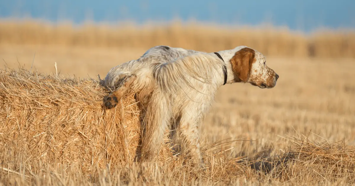 What Does It Mean When a Dog Pees On You World Dog Finder