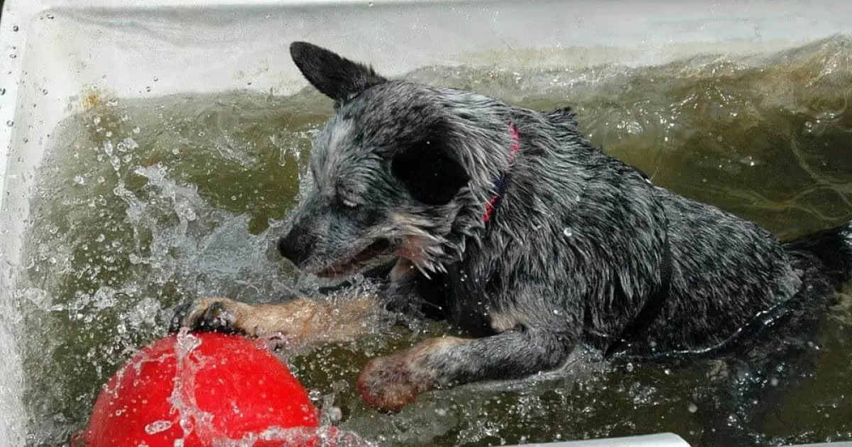 herding ball border collie