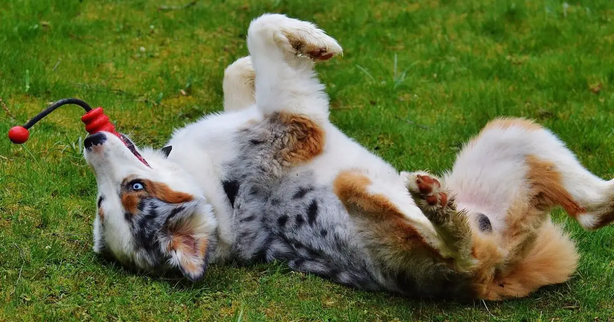 Why Do Dogs Prefer Some Toys Over Others? World Dog Finder