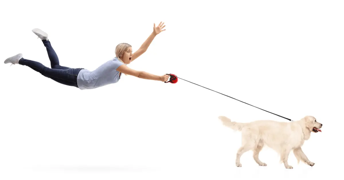 my dog pulls on leash