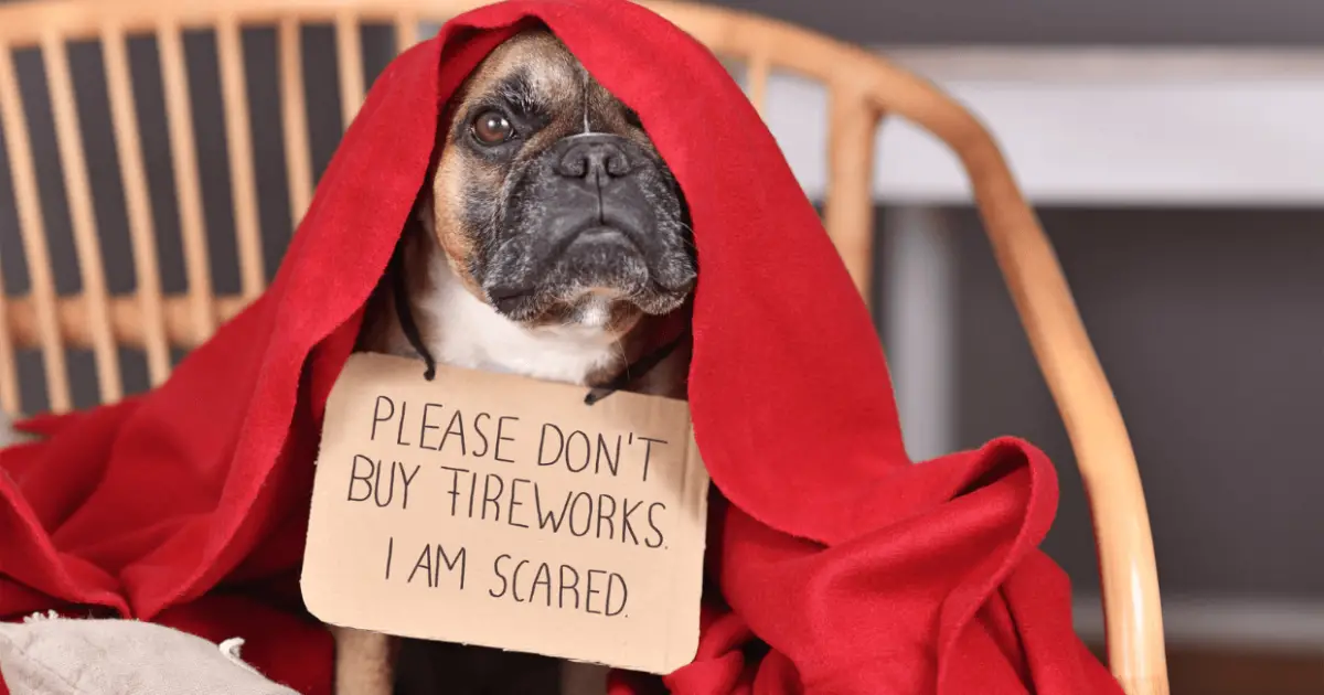 Why Are Dogs Scared Of Firecrackers & How To Help Them World Dog Finder