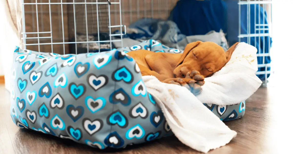 3 Best Large Dog Crate For You To Choose