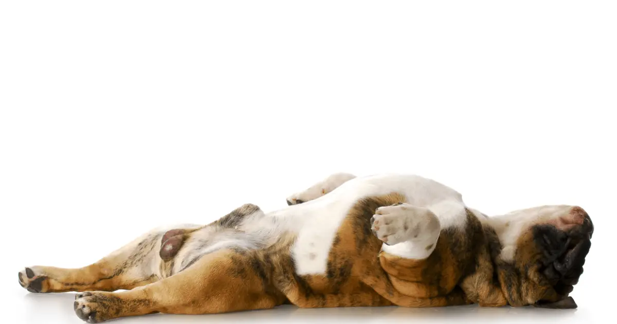 Why Do Dogs Sleep On Their Backs