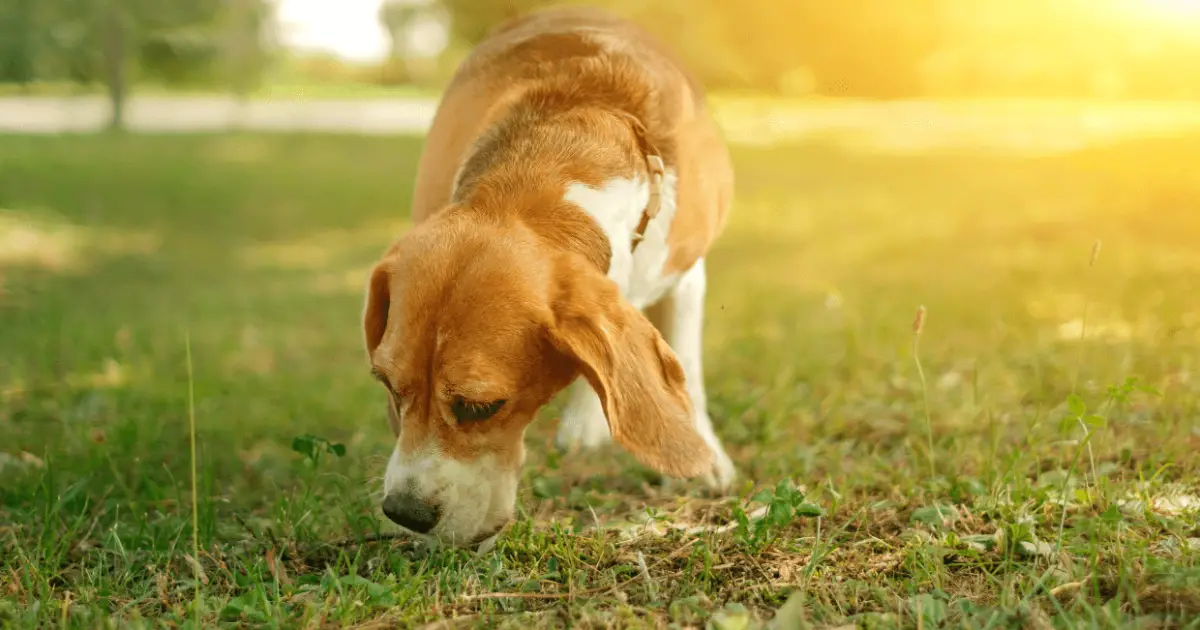 7 Reasons Why Dogs Sniff Everything