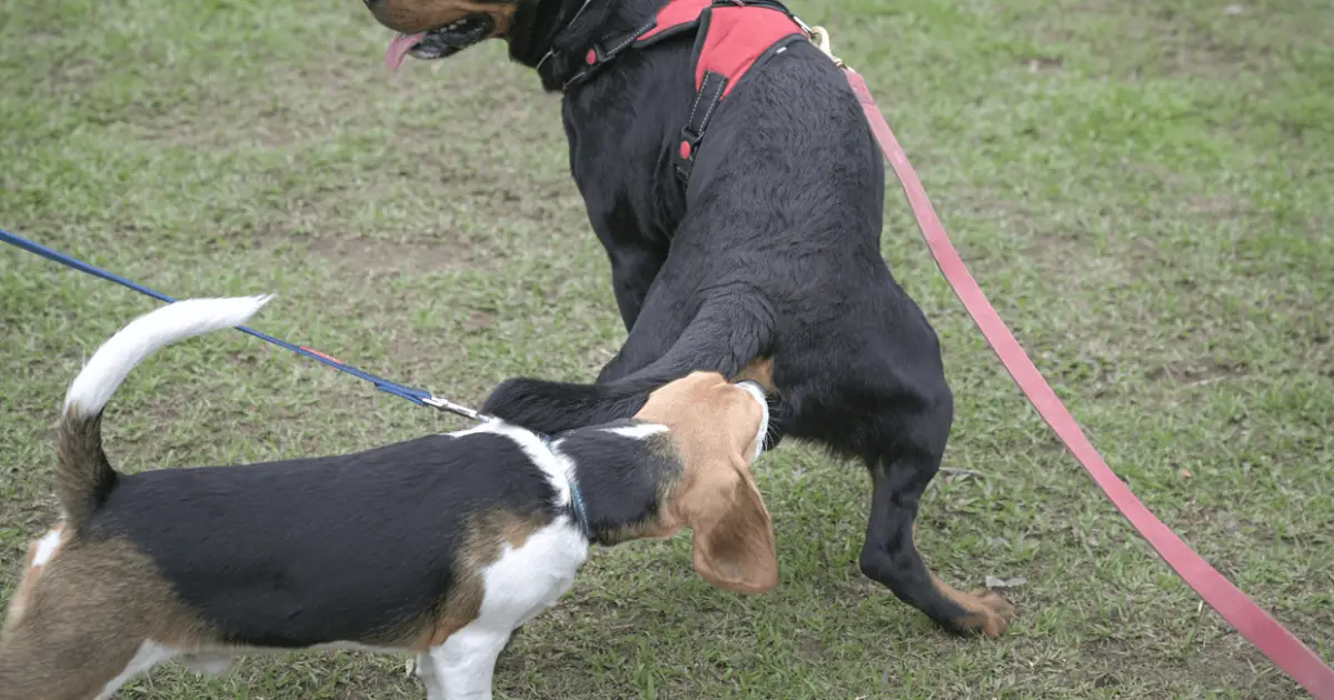 Why Do Dogs Sniff Butts? World Dog Finder