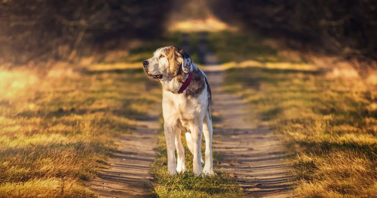 7 Most Common Reasons Why Your Dog Is Acting Weird World Dog Finder