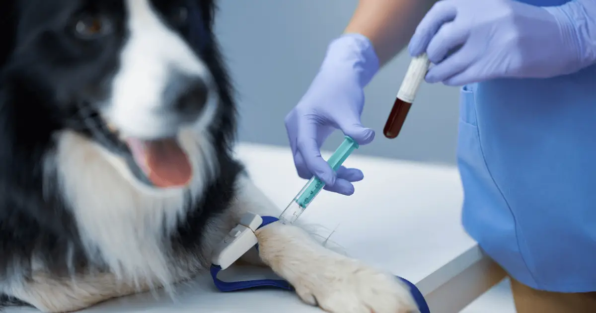 What Is Titer Test For Dogs? World Dog Finder