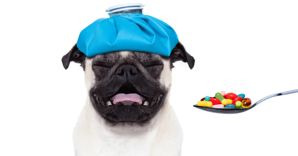 Step By Step How To Give Your Dog a Pill World Dog Finder