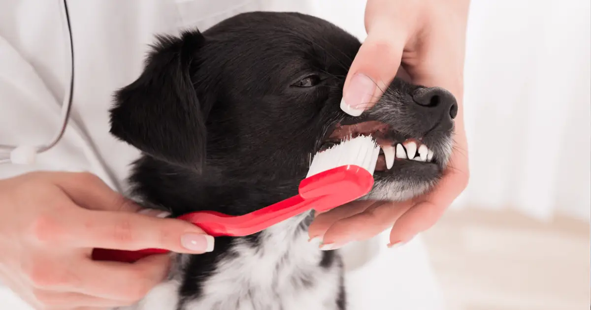 Dog Teeth Cleaning How to Keep Your Dog's Teeth Clean?