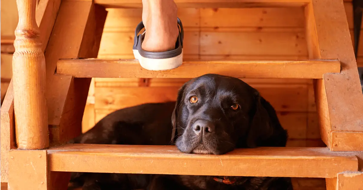Dog Stairs for Bed - Buyers Guide for 2022