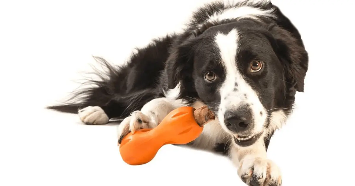 Best Bully Stick Holders