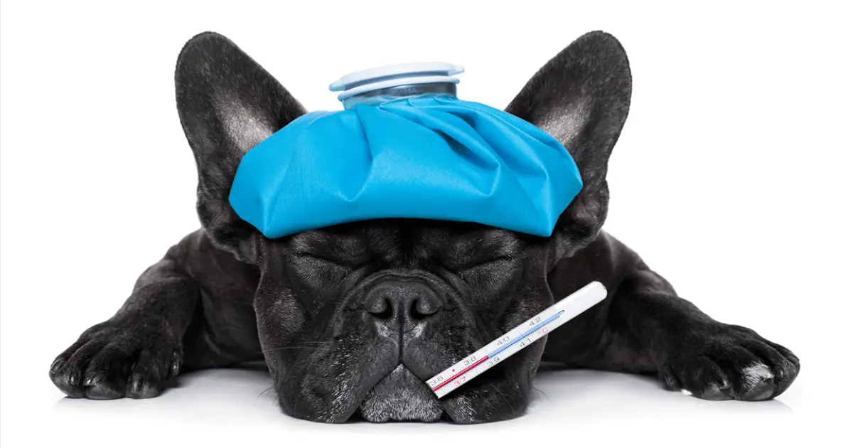 Dog Flu Symptoms, Treatment & Prevention
