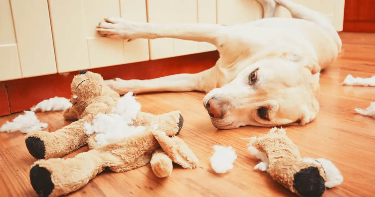 Separation Anxiety In Dogs How To Stop It