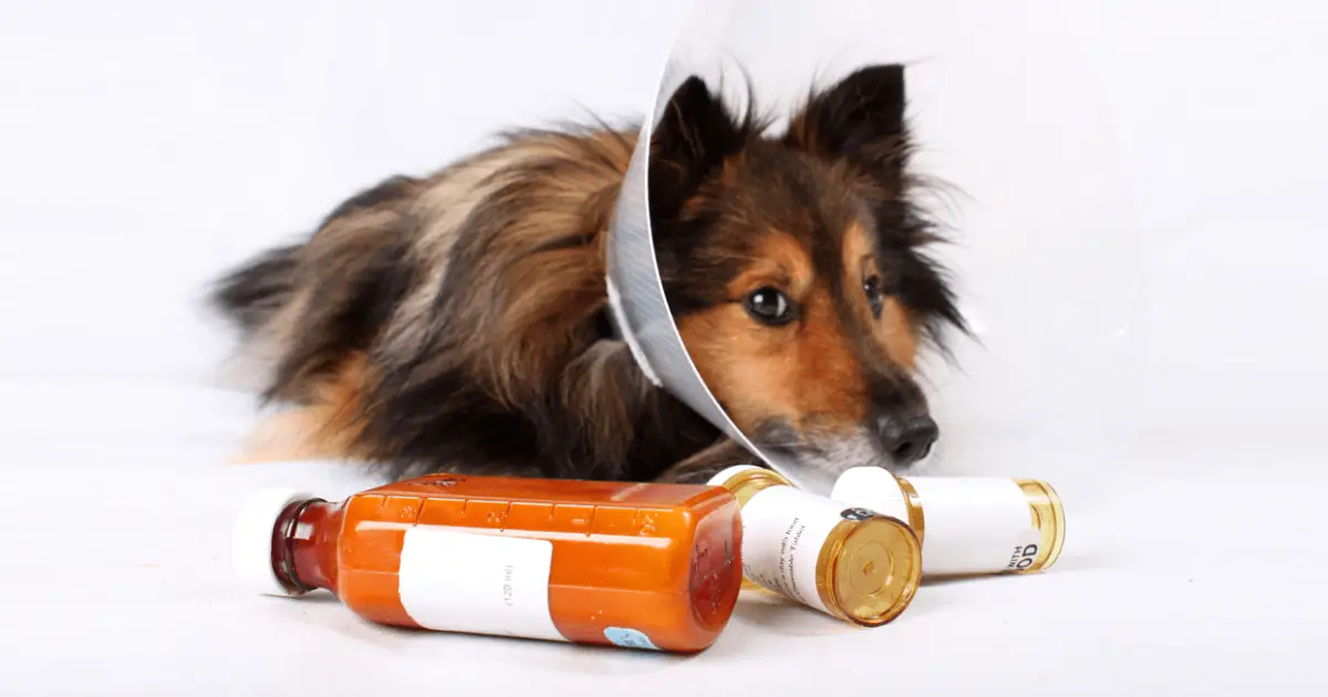 can clavamox cause seizures in dogs