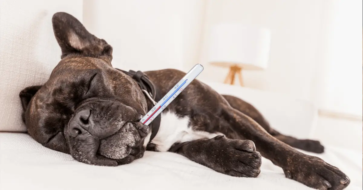 Best Thermometers for Your Dog