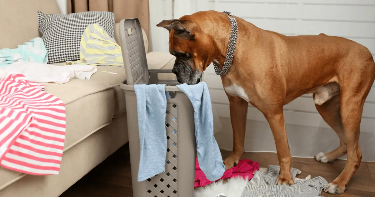 why do dogs eat dirty underwear