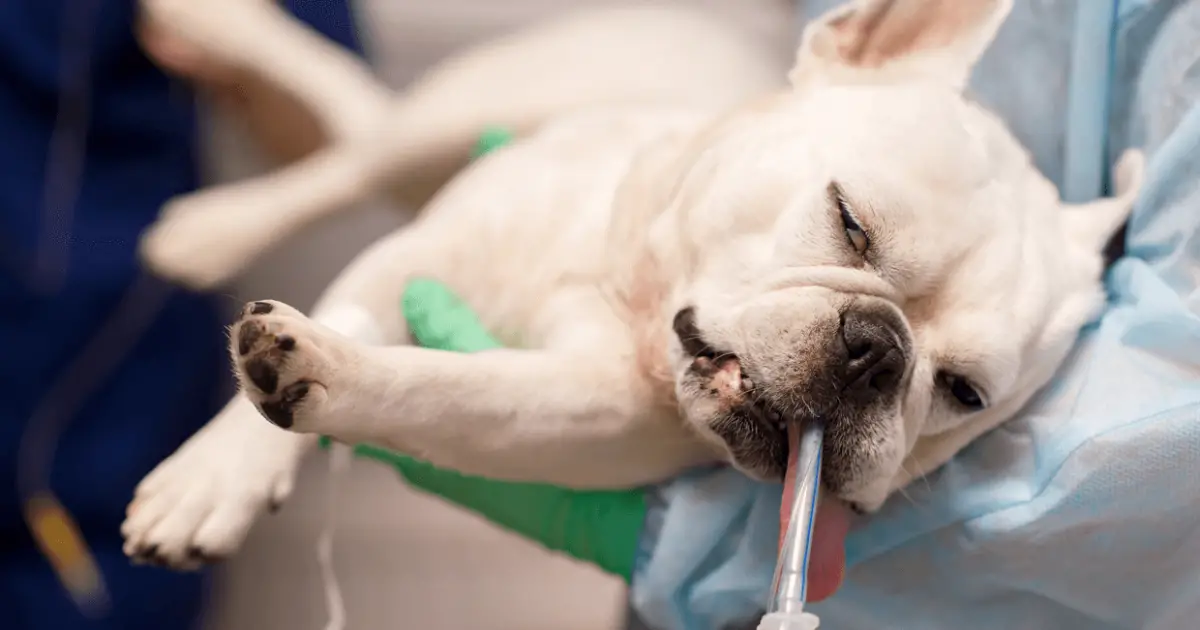 Собака перед операцией. Стерилизация французского бульдога.