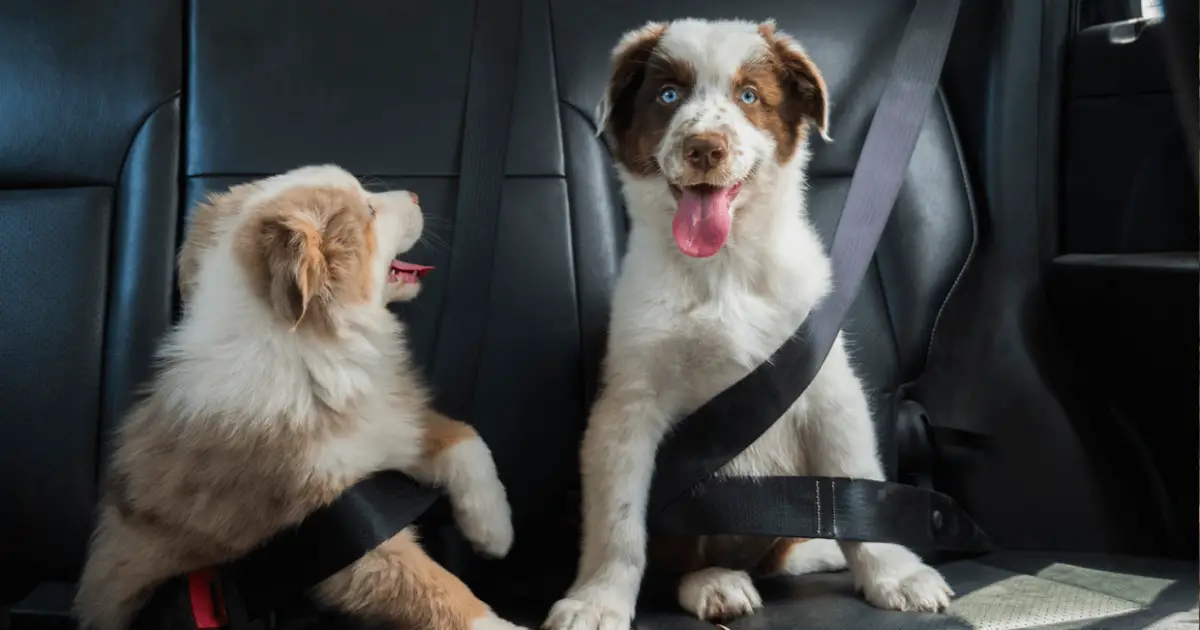 How to Choose a Dog Seat Belt