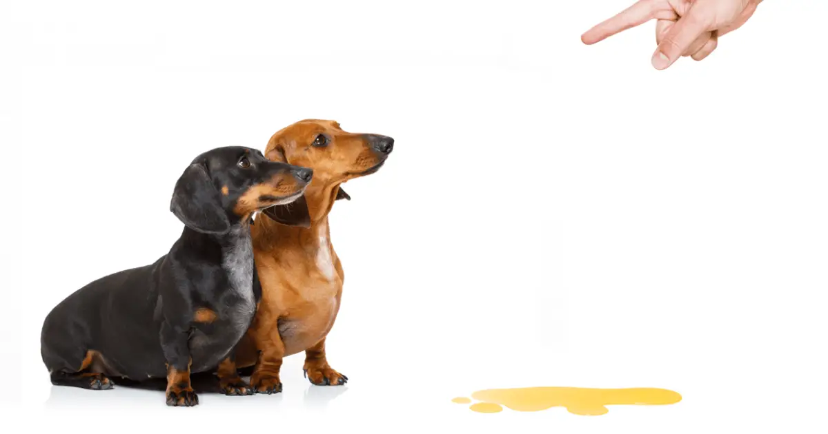 Is Your Dog Peeing On Other Dogs? Here Are The 5 Main Reasons World