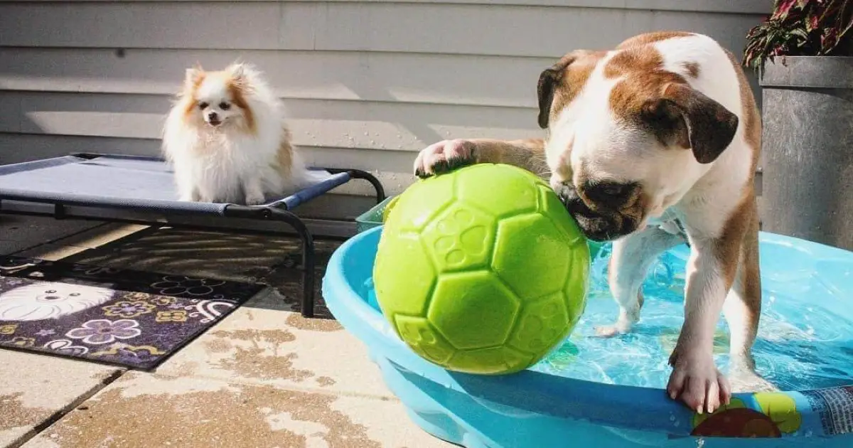 Best Dog Toys Made in the USA