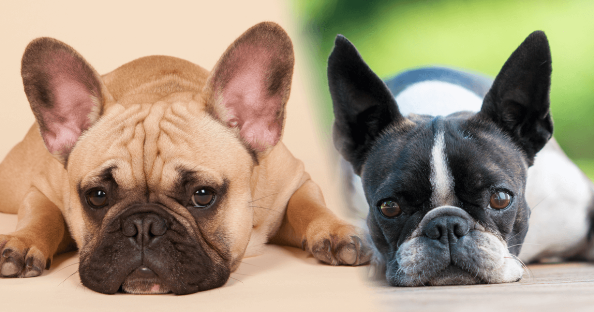 French Bulldog vs. Boston Terrier Do You Know the Difference