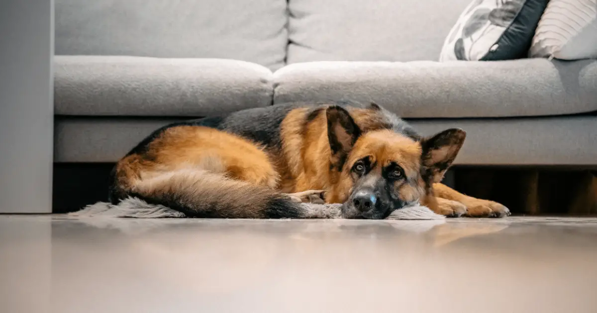 How to Groom a German Shepherd Dog Full Guide