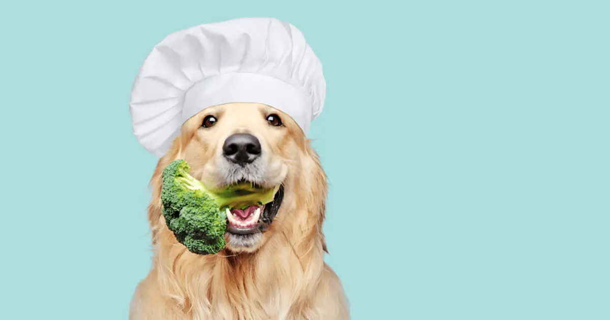 Can Dogs Eat Broccoli?