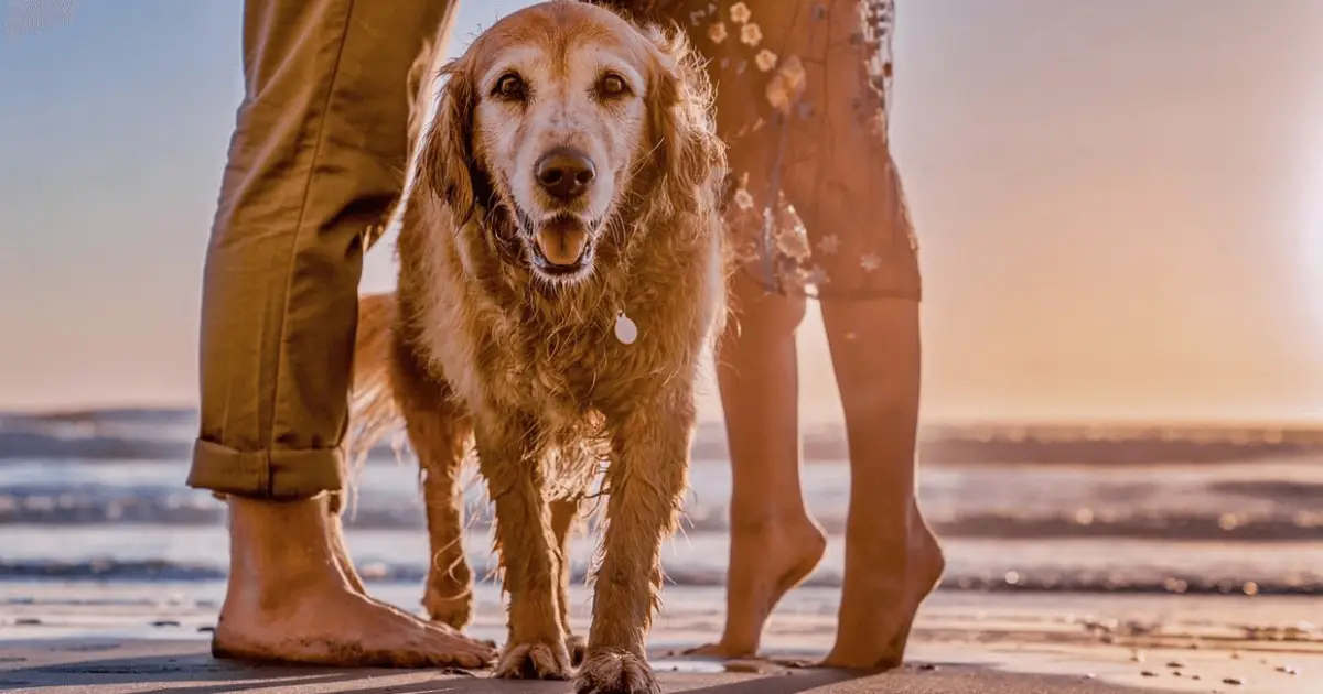 when can dogs go back on the beach