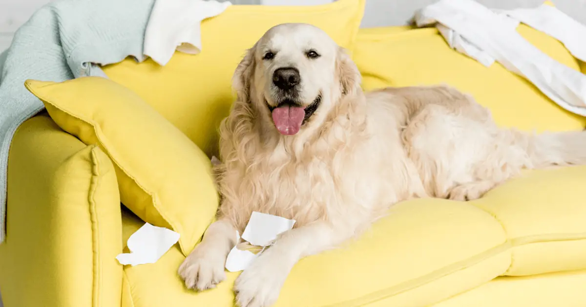 7 Tips to Get Rid of the Stinky Dog Odor at Home