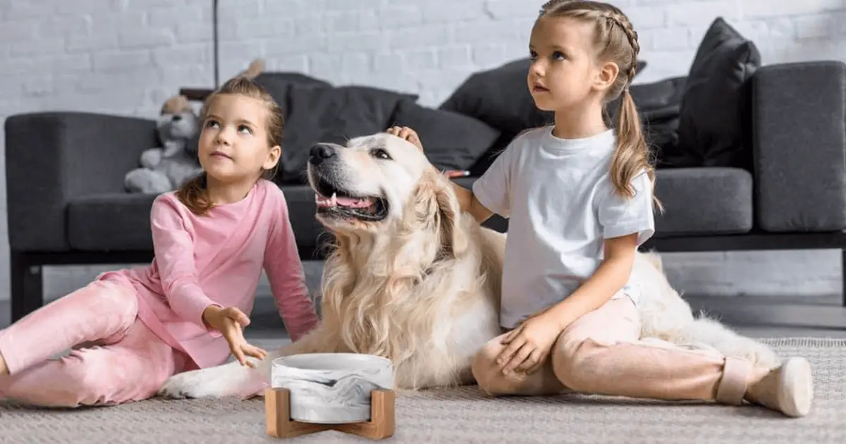 Best Ceramic Dog Bowls for Your Dog