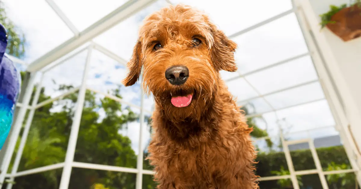 Goldendoodle Facts And Temperament