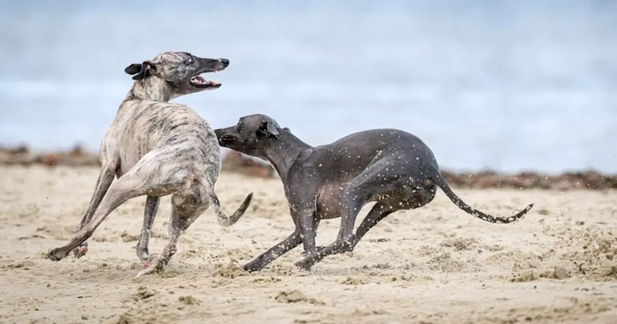 greyhound shedding a lot