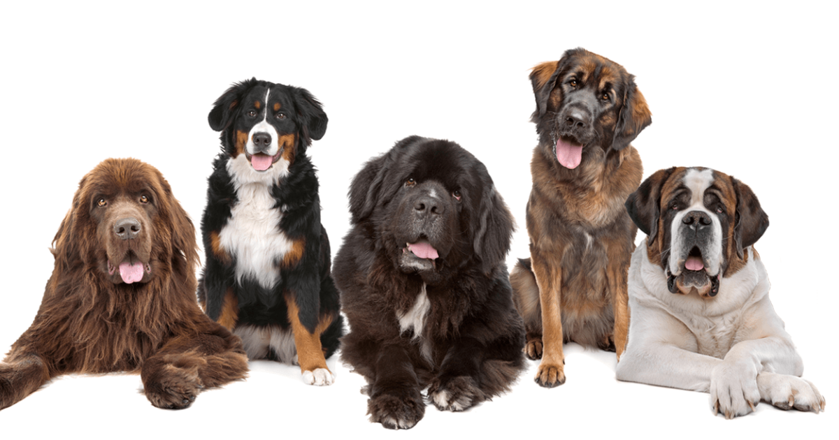 7 Awesome Big Dog Companions