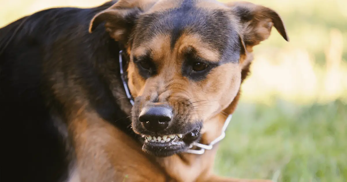 What Does Dog Growling Mean 