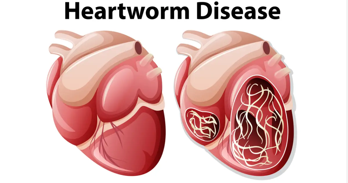 can puppies be born with heartworms