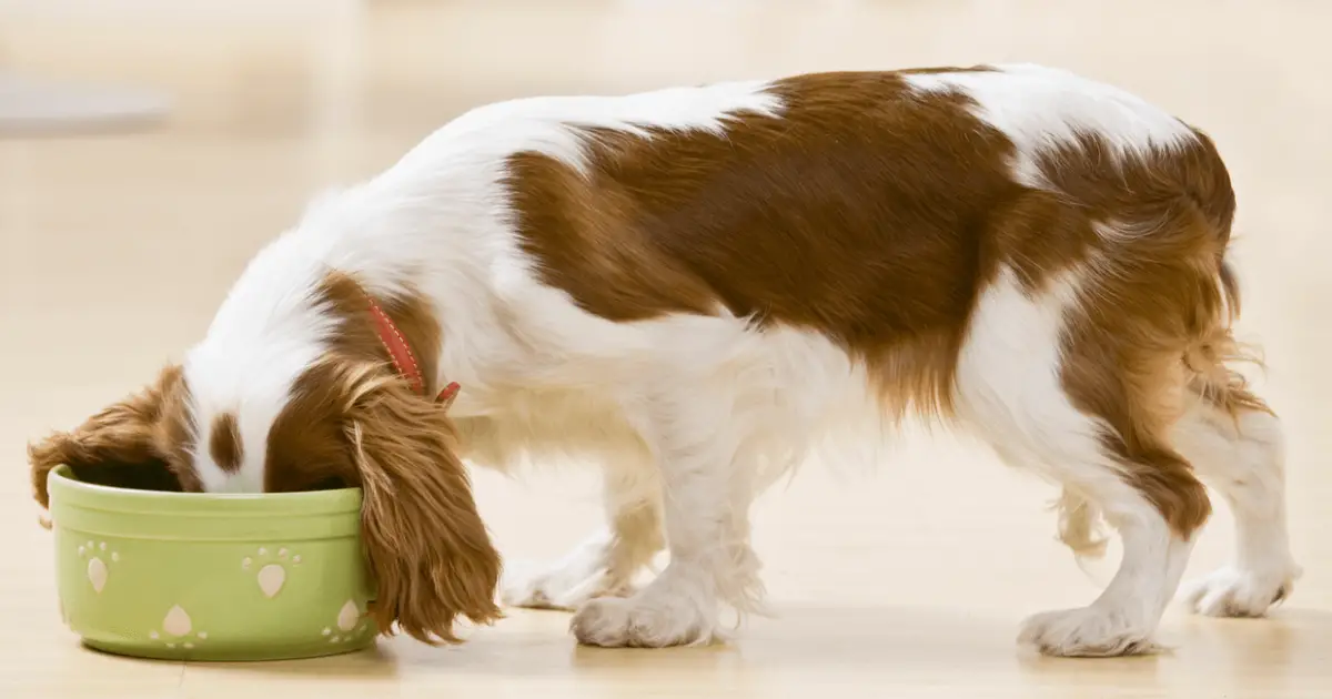 what is the best appetite stimulant for dogs