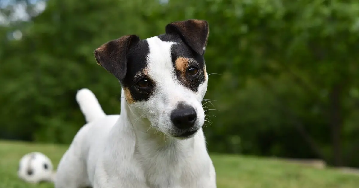 what is the best dog food for jack russells