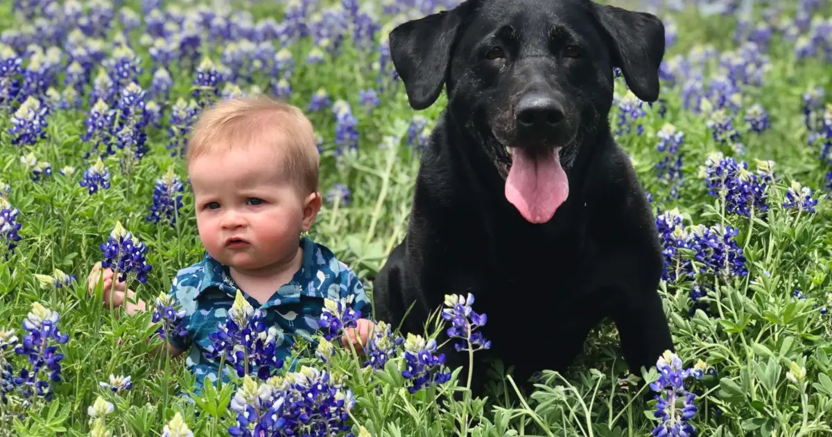 are labs the best family dogs