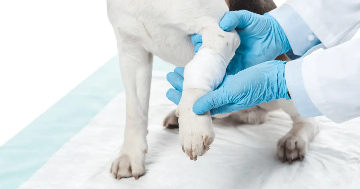 5 Most Effective Liquid Bandages for Dogs World Dog Finder