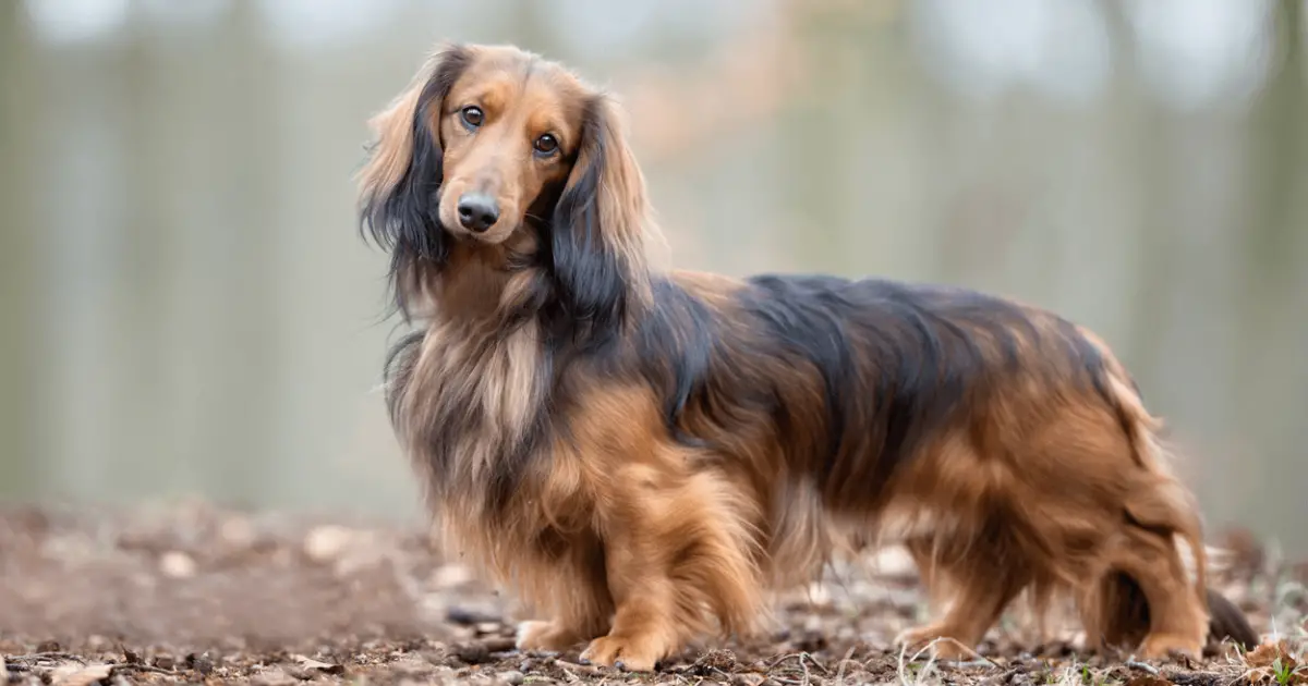 Fun Facts About The Longhaired Dachshund